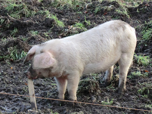 CIMG1408 Happy pig at South Farm