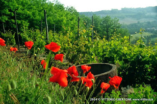 PANORAMI DEL VINO