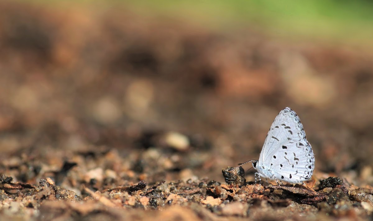 Hampson's Hedge Blue