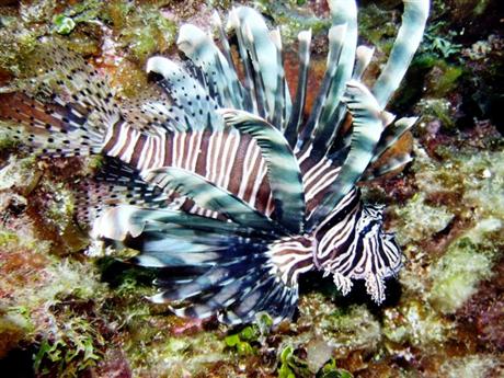 Lionfish