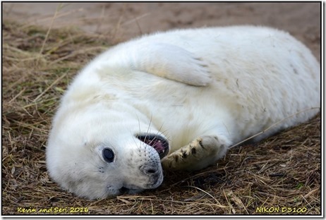 Donna Nook - November