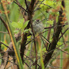 Swamp Sparrow