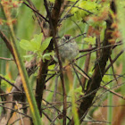 Swamp Sparrow