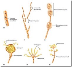 spora pada fungi