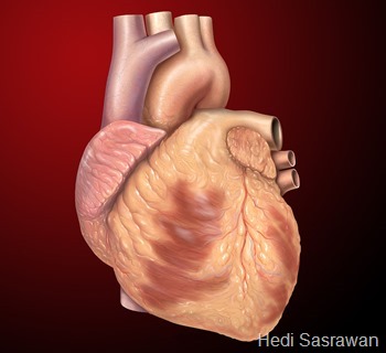 Jantung Manusia (Artikel Lengkap) | Hedi Sasrawan