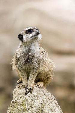 파일:external/upload.wikimedia.org/250px-Suricata.suricatta.6861.jpg