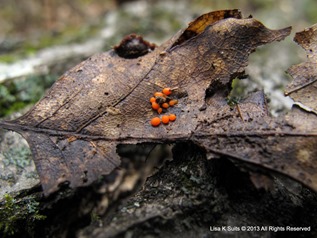 Orange on leaf