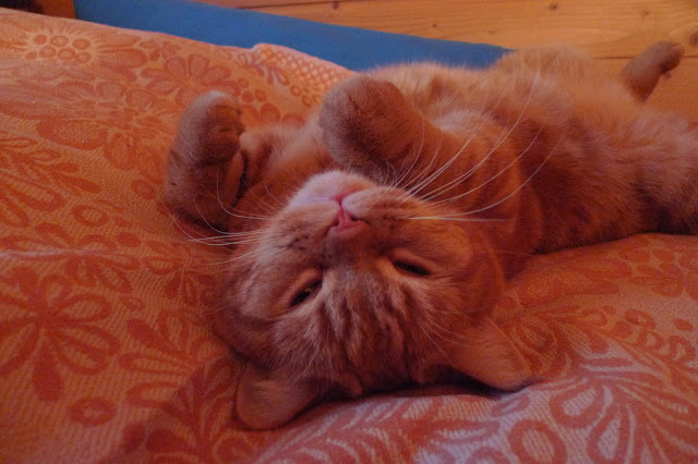 Поговорим о кошках34