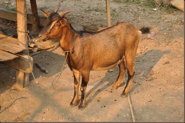 On our last day in Huai Ian, someone brought a goat from Laos.  Part of this was lunch