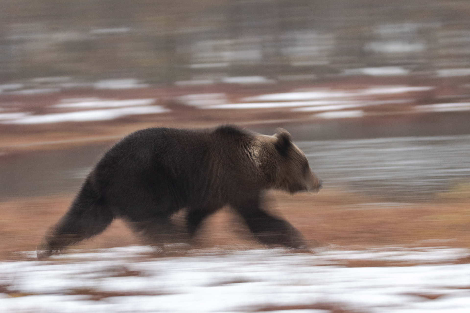 Orso nella taiga