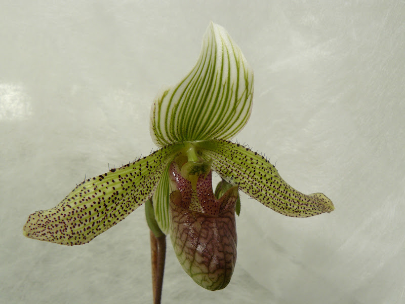 Paphiopedilum parnatanum P1050543