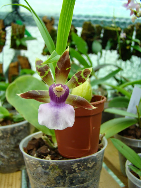 Zygopetalum maxillare DSC02895