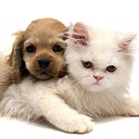 Dog and Cat New Tab Start Page Theme