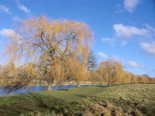 CIMG2898 Hampton Wick Pond, Home Park