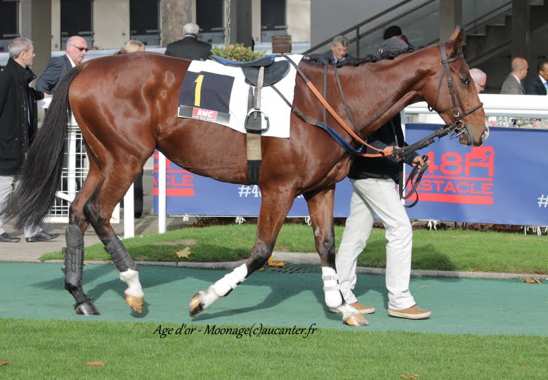 Photos Auteuil 8-11-2015 (48h de l'obstacle) IMG_6823