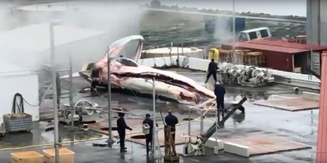 Screenshot from a video showing Iceland poachers butchering an endangered fin whale, 6 July 2018. Photo: Albi Deak / YouTube