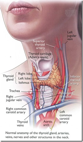 mitec-thyroid