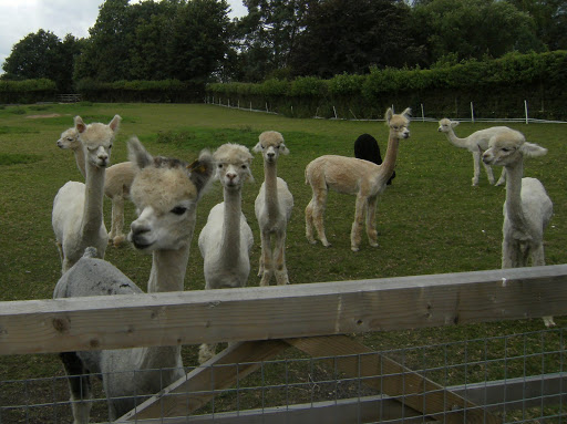 DSCF8753 Inquisitive alpacas at Small Hythe