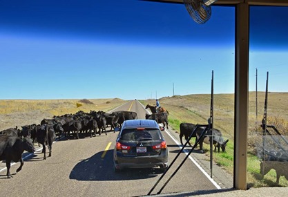 Cattle Drive 3