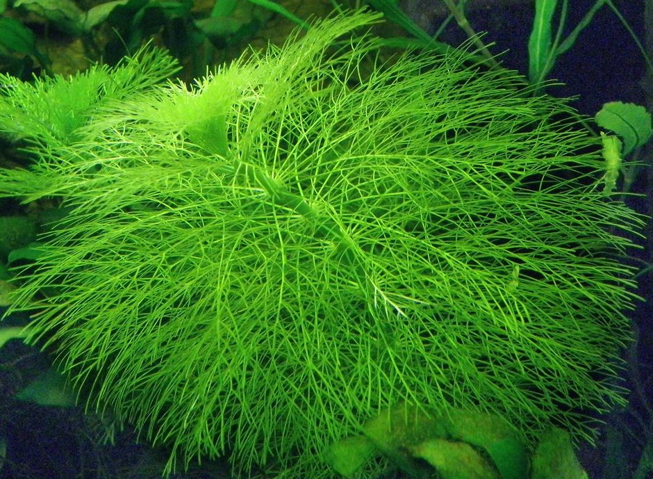 Лимнофила водная (Амбулия водная, Лимнофила королевская) (Limnophila aquatica)