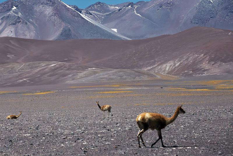 III REGION ATACAMA: COPIAPÓ / RUTA DE LOS SEISMILES - CHILE Y BOLIVIA POR CARRETERA: DE SANTIAGO AL SALAR DE UYUNI (28)