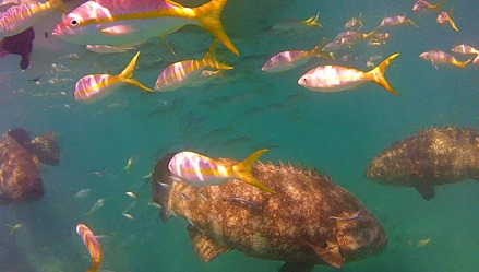 Goliath Grouper