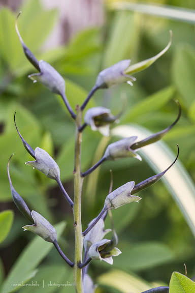 Baptisia Purple Smoke Baptisia-purple-smoke-130619-8rm