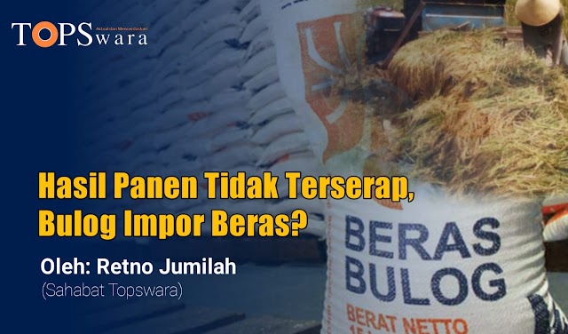 Hasil Panen Tidak Terserap, Bulog Impor Beras?