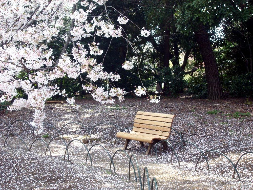 Beautiful Cherry Blossoms