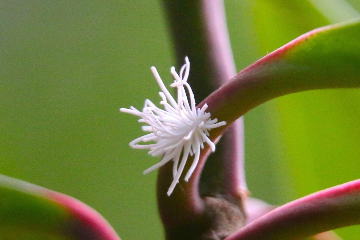 Woolly aphid