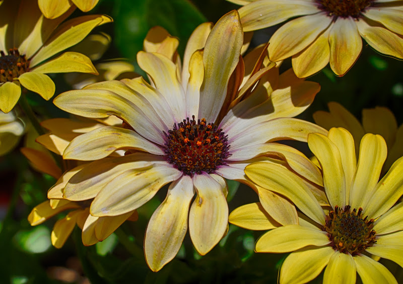 Flowers at Mason Brook Nursery