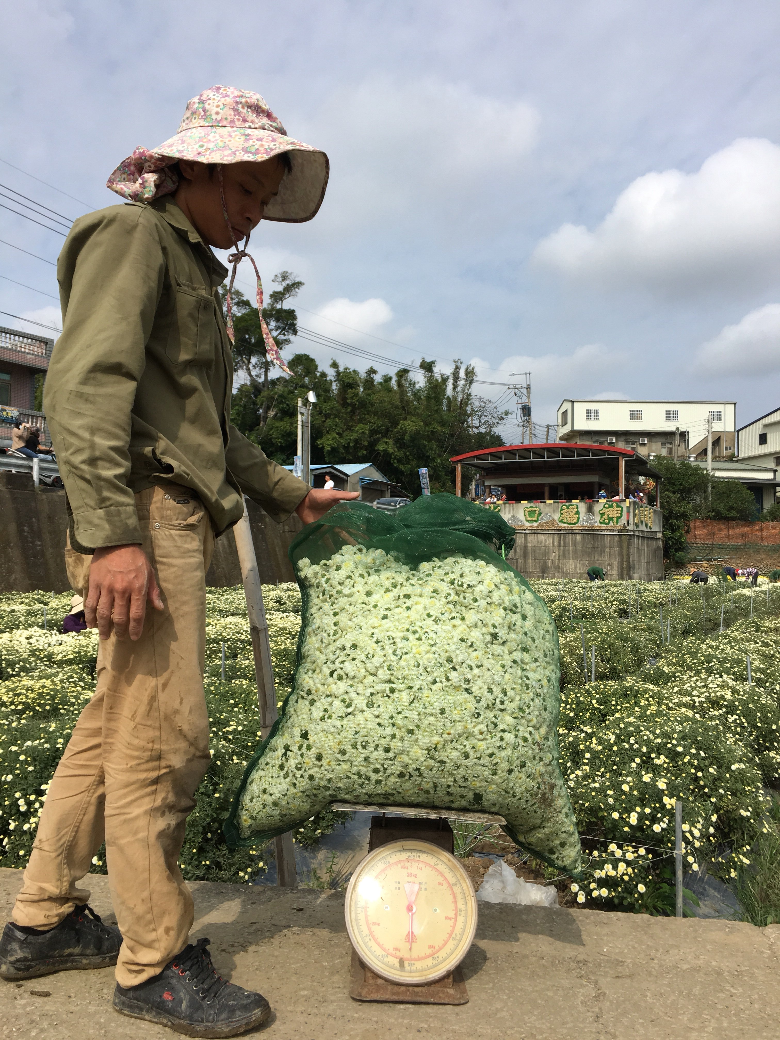 chrysanthemum fields, miaoli, Tongluo, Taiwan