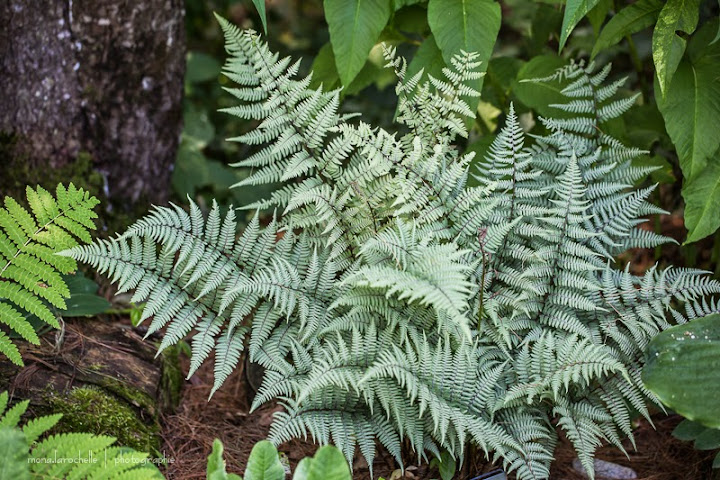 Athyrium Ghost ( fougère ) Foug-athyrium-ghost-130717-29rm