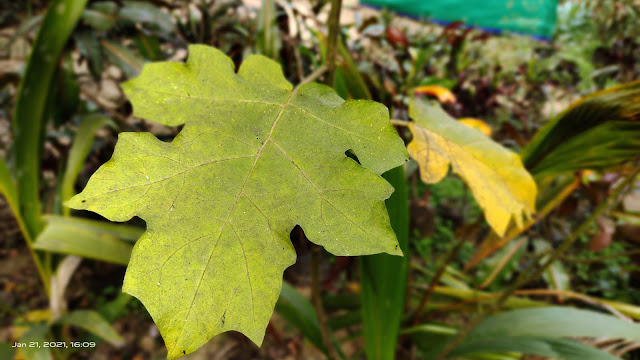 hd background image yellow leaf