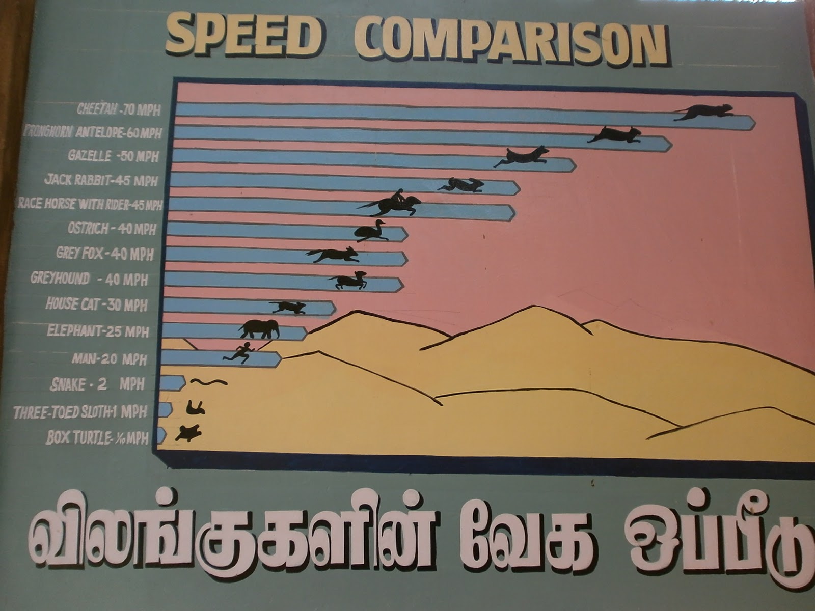 Animal Speed Comparison Chart