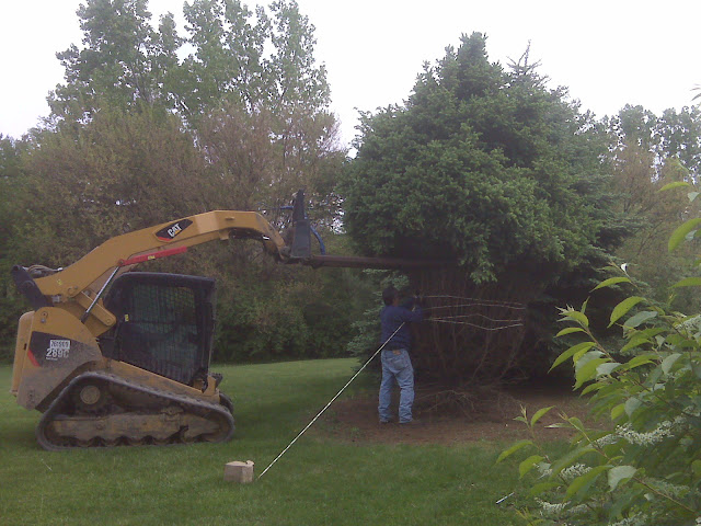 Large Tree Transplanting in Illinois