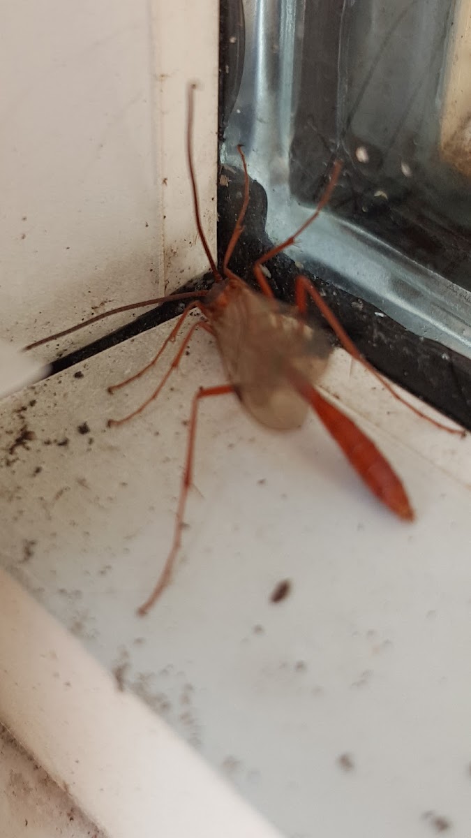 Ichneumon Wasp ?