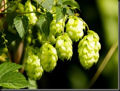 Hops in the Wild!   It would be a shame to waste them.....