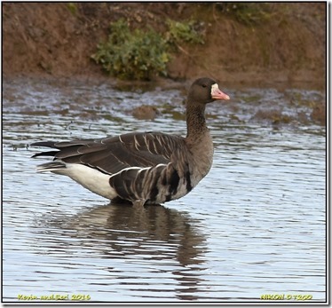 Slimbridge WWT - November