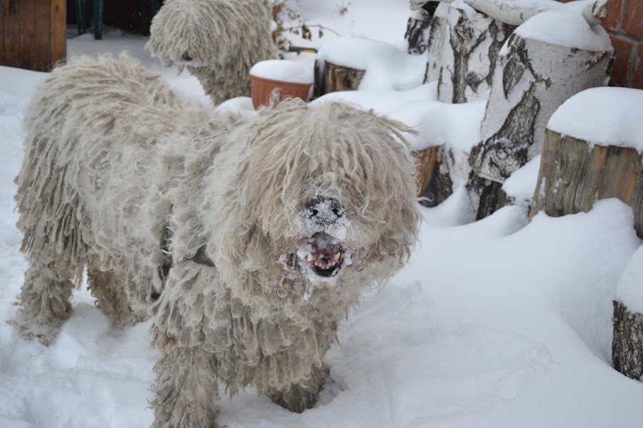 Белая гора - друг мой