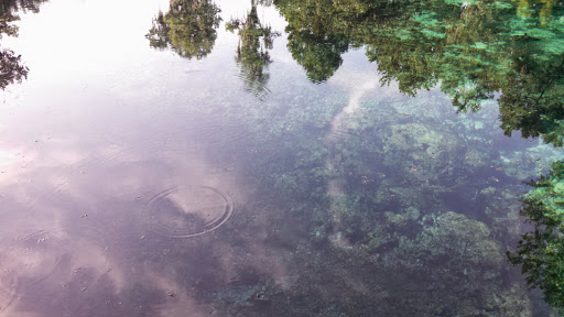 Nature Preserve «Crystal Springs Preserve», reviews and photos, 1609 Crystal Springs Rd, Crystal Springs, FL 33524, USA