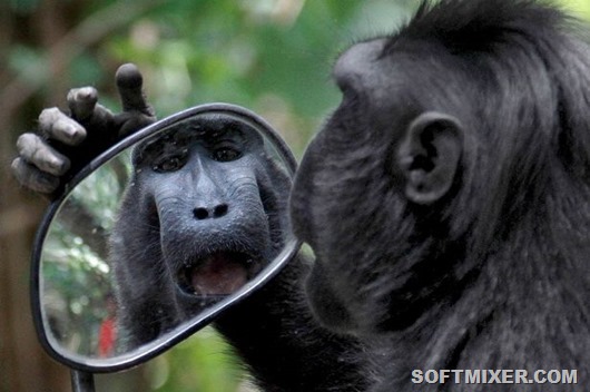 PAY-A-Sulawesi-black-monkey