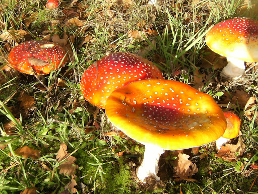 1010300052 Fly agarics on Tandridge golf course