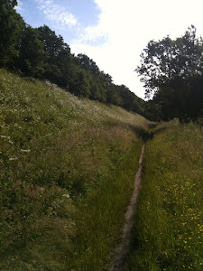 Path through grass