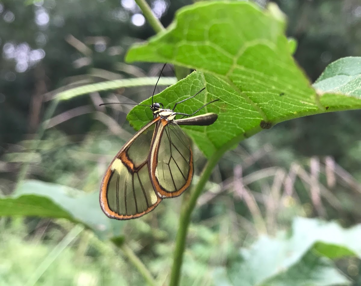 Glass wing