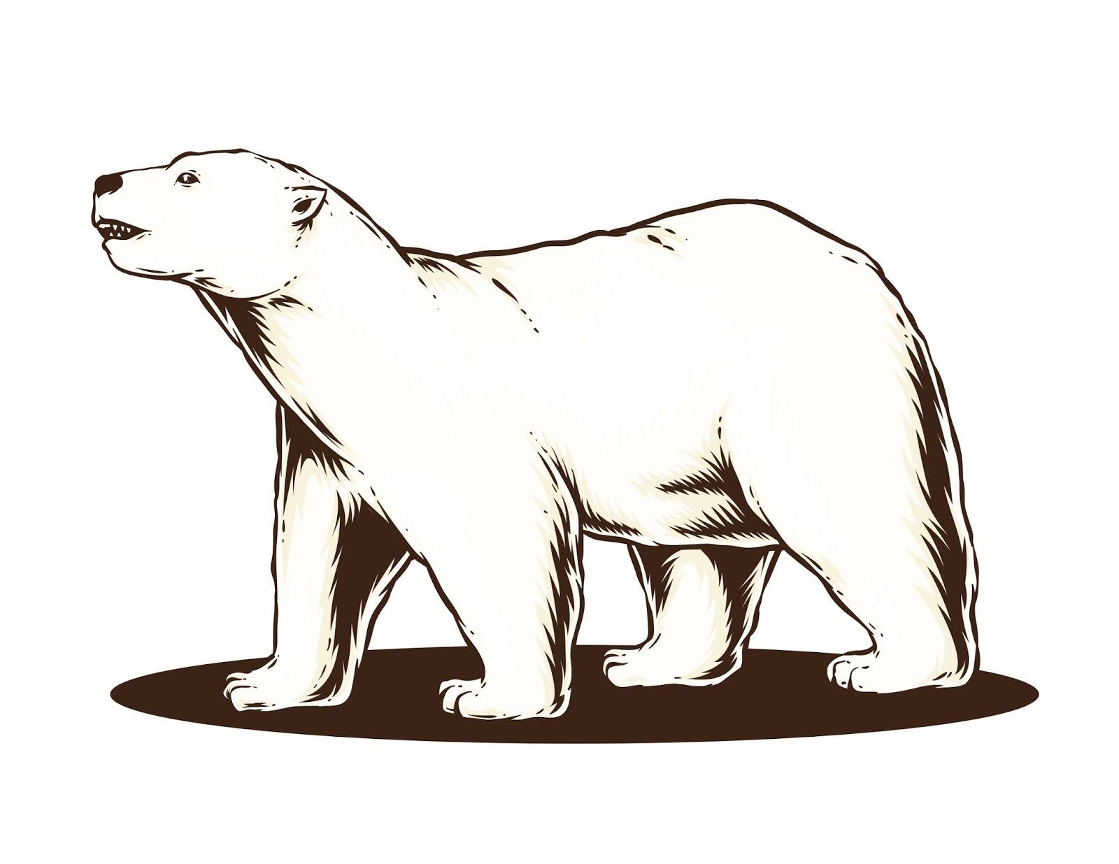 Polar Bear Vector Free Download Vector CDR, AI, EPS and PNG Formats Polar Bear Vector Free Download Vector CDR, AI, EPS and PNG Formats