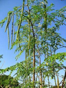 Did you know that Moringa oleifera is a name derived from the Tamil word Murungai Maram, drumstick tree whose ubiquitous leaves and young fruits (pods) are used as vegetables, particularly its long, slender, triangular seed-pods in sambar curry; and the seeds, bark, flowers, and roots as traditional herbal medicine?