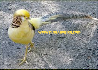 Gambar Yellow Pheasant