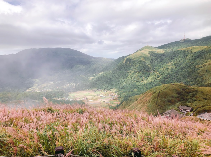 陽明山秋芒