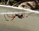 Male Black Widow Spider, Chapel Hill, NC